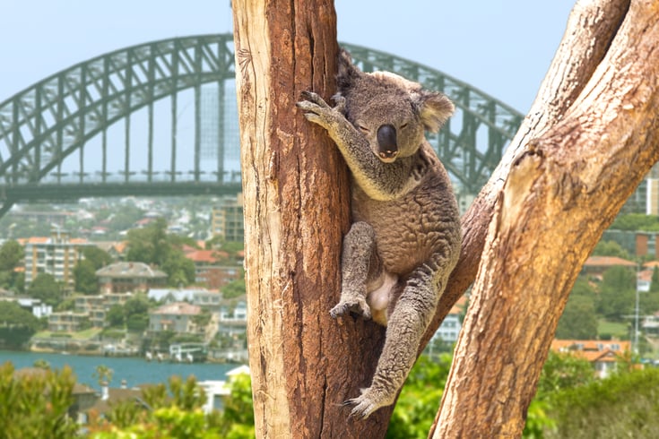 Cute Koala in Sydney, Australia